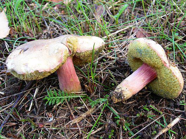 Xerocomus bubalinus   (Oolbekk. & Duin)  Redeuilh